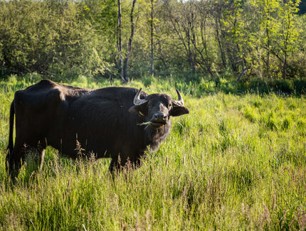 A water buffalo grazes in the Tegeler Fliess