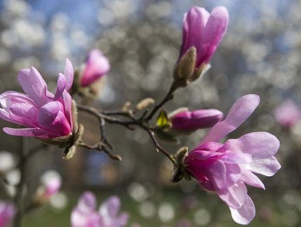 Cherry blossoms in Berlin