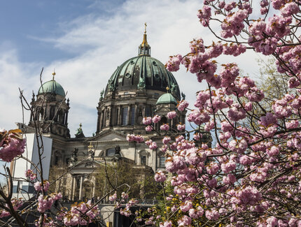 Berliner Dom mit Kirschblüten im Frühling