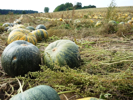 Pumpkin Festival Schöneberg