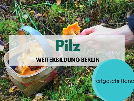 Mushroom training for advanced learners