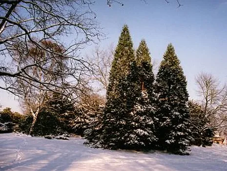Bärentouren: Trees and their Mythology in the Humboldthain