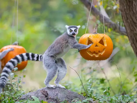 Scary animal world