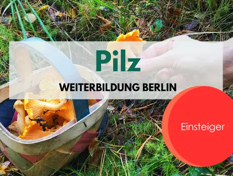 Mushroom training for beginners