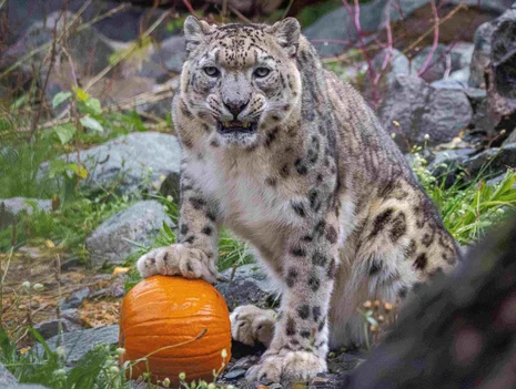 Scary animal world