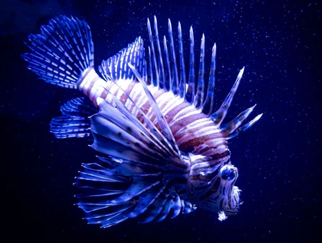 Torchlight tour for families at the Berlin Aquarium