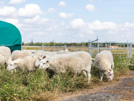 Shepherd Talk! A Chat with the Master Shepherd (in German)
