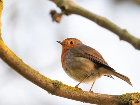 Birds in Autumn – Migration and Staying Put