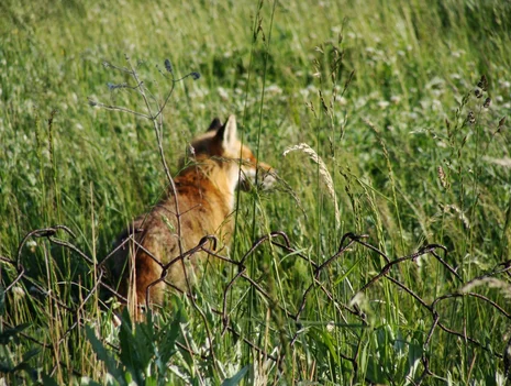Discovering Urban Wilderness in the Summer