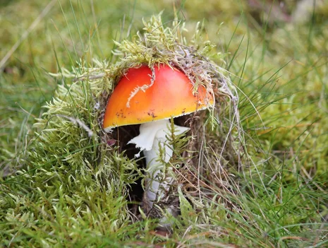 Discovering the Urban Wilderness in Fall