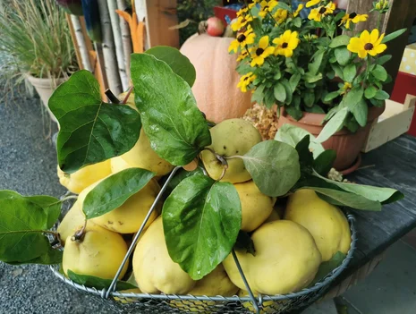 Workshop: Quince—Underappreciated and Almost Forgotten
