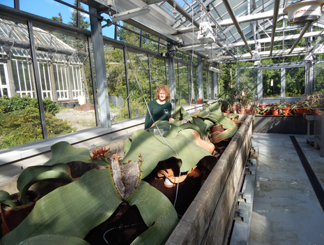 Welwitschia – Just two leaves for a whole lifetime?
