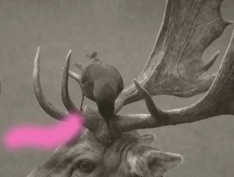 If Animals Could Talk