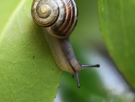 Mollusks of Spreepark