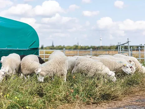 Schaftalk! A Chat with the Master Shepherd - Wonderful Places in Neukölln