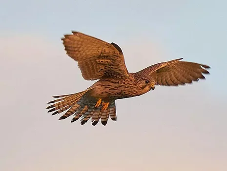 Die Zugzeit der Vögel
