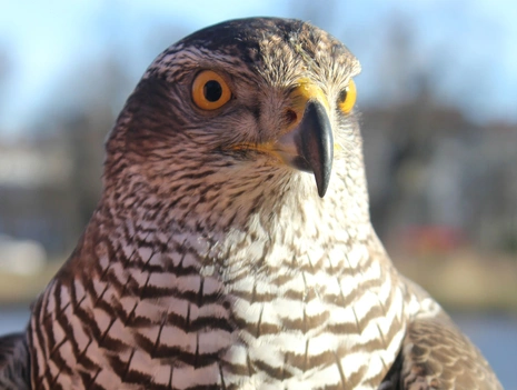 Birds of Prey and Falconry