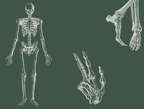 Anatomy from Head to Toe