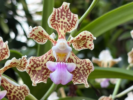 Sunday Tour—Today's Highlight... The Fascinating World of Orchids