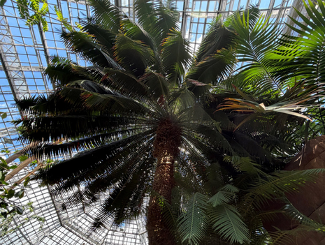 Public Tour: Forest Bathing in the Greenhouses