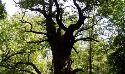 Baum "Dicke Marie" im Tegeler Forst