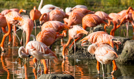 Flamingos in Tierpark Berlin in autumn