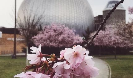 Planetarium Prenzlauer Allee Kirschblüten vor dem Planetarium Prenzlauer Allee