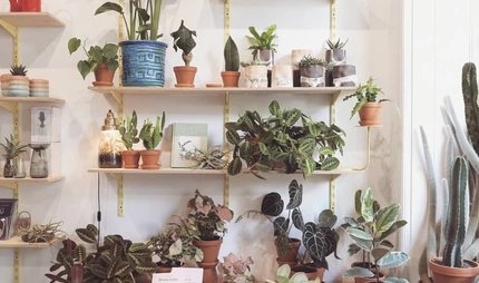 The Botanical Room