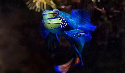 Mandarinleierfisch Aquarium Berlin