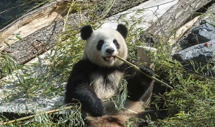 Panda bear Zoo Berlin