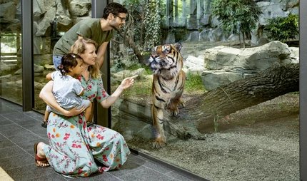 Sumatran tiger in the rainforest house Tierpark Berlin