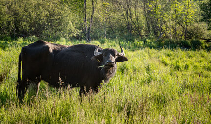 A water buffalo grazes in the Tegeler Fliess
