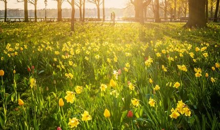 Frühling am Tegeler See