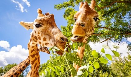 Tierpark Berlin