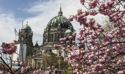 Berliner Dom mit Kirschblüten im Frühling
