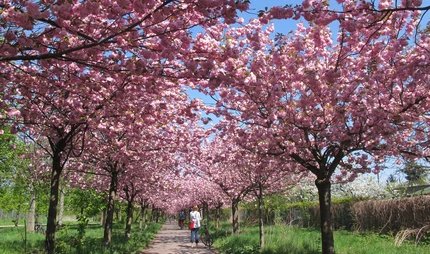Kirschblüte am Mauerweg in der Bronholmer Straße Kirschblüten entlang des Berliner Mauerwegs