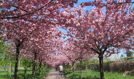 Kirschblüten entlang des Berliner Mauerwegs